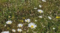 In the garden: 10 steps to a better garden in 2025