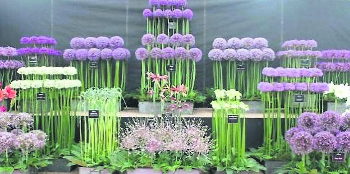 Alliums are a great early summer flowering bulb to plant now Alliums are a great early summer flowering bulb to plant now
