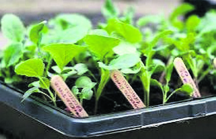Buying vegetable transplants worked well for Olive last year Buying vegetable transplants worked well for Olive last year