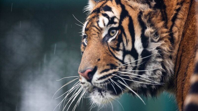 Sumatran tiger is latest arrival at Cork's Fota Wildlife Park 