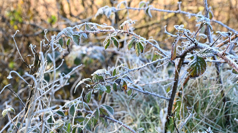 Advice for Cork farmers and people living in rural areas ahead of snow warning