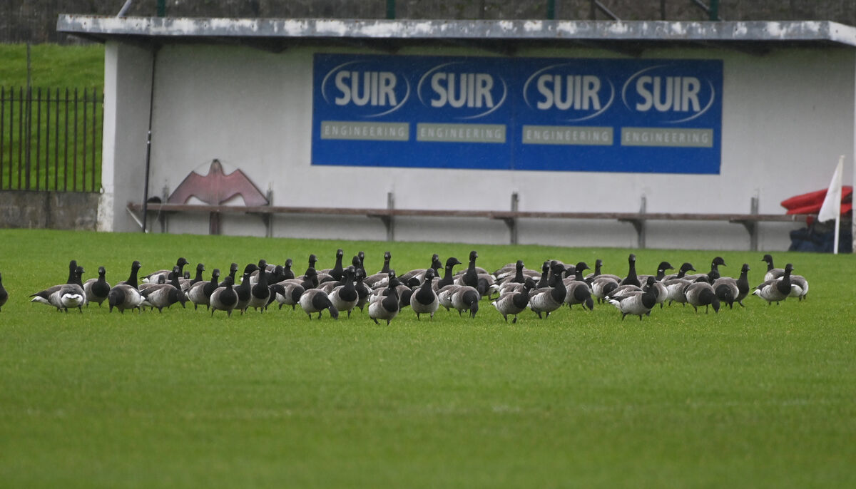 Weather for ducks during the Cork and Waterford fundraising hurling challenge for the Friends of Brian Greene in conjunction with Waterford Hospice at Fraher Field, Dungarvan. Picture: Eddie O'Hare