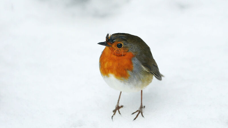 Met Éireann predicting cold snap will continue up to the weekend 