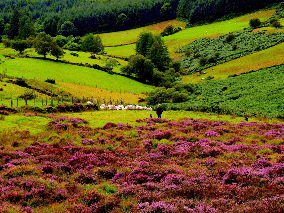 2024 Youghal Credit Union Calendar winner, 'One man and his dogs' by William Walsh.