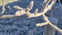 In the garden: How to help plants cope in a cold snap