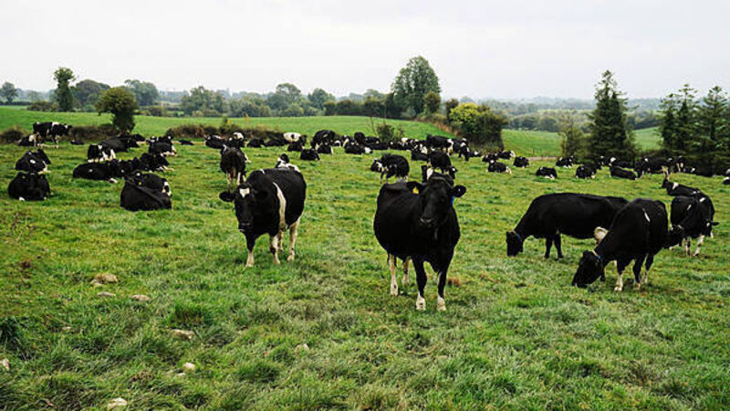 Explained: What would happen if foot and mouth disease returned to Ireland?