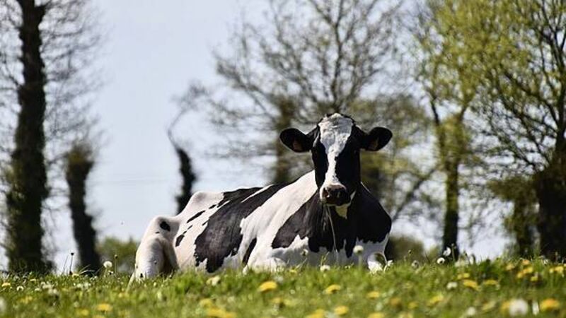 Roscommon farmer has appeal rejected over false statement to gardaí about missing cattle Roscommon farmer has appeal rejected over false statement to gardaí about missing cattle