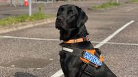 Revenue seize herbal cannabis worth €70k in East Cork with help of detector dog Merlin