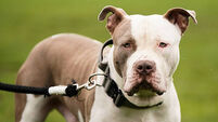 XL bully dogs protest
