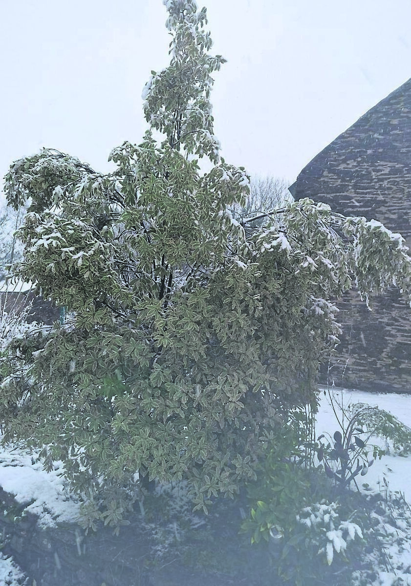 Pittosporum splaying with the weight of snow last week Pittosporum splaying with the weight of snow last week