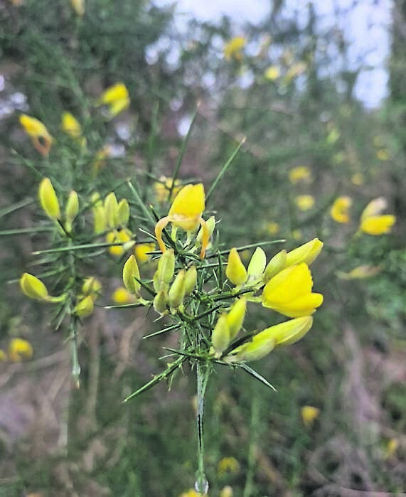 Gorse flowering at the moment, although some top heavy plants received a pruning in the snow Gorse flowering at the moment, although some top heavy plants received a pruning in the snow