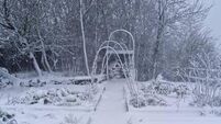 In the garden: Learn from the cold snap to help plants