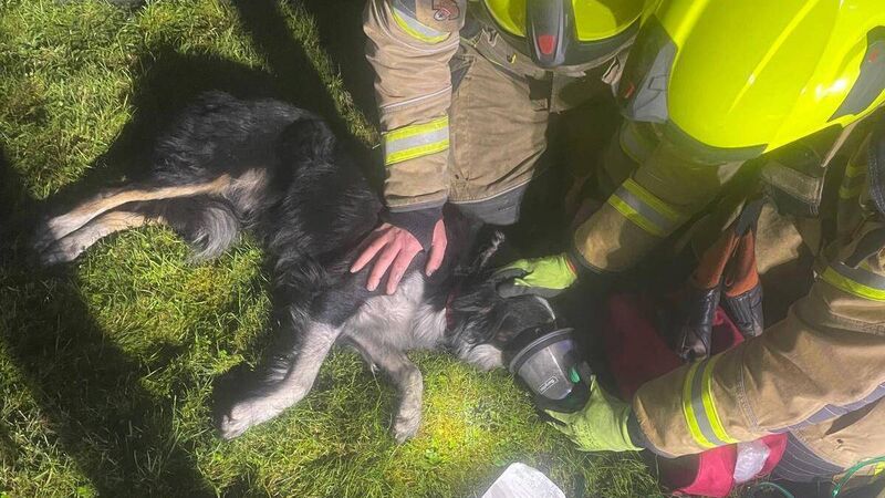 Cork City Fire Brigade uses special kit to resuscitate dog rescued from house fire