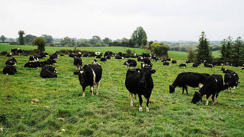 North restricts animal imports from German area hit by foot-and-mouth disease North restricts animal imports from German area hit by foot-and-mouth disease