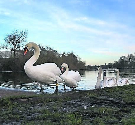 Swans out for a stroll at the Lee Fields at Carrigrohane road.	Picture: Eddie O’Hare
                    