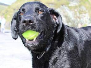 Catherine Conlon's beloved dog Milo, who died this week aged 12 Catherine Conlon's beloved dog Milo, who died this week aged 12