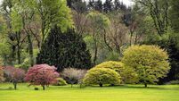 In the garden: When it comes to plants and trees should we stick with native species?