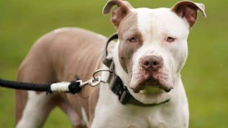 55 XL Bully dog owners in Cork apply for exemption ahead of impending breed ban