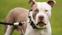 55 XL Bully dog owners in Cork apply for exemption ahead of impending breed ban