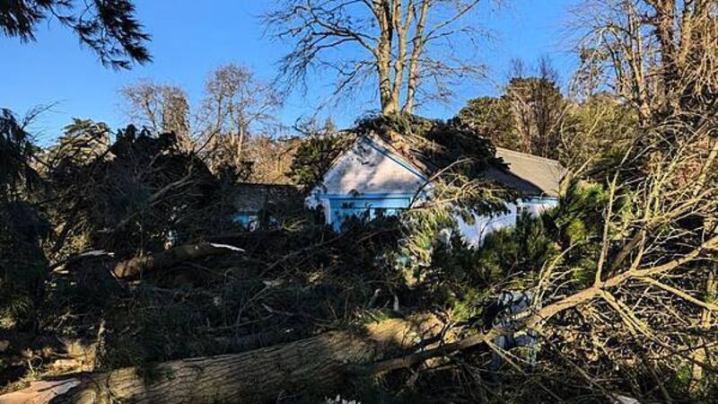 Storm Éowyn: More than 10,000 trees toppled in Co Down country estate Storm Éowyn: More than 10,000 trees toppled in Co Down country estate
