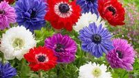 In the garden: Vibrant spring plant named after St Brigid