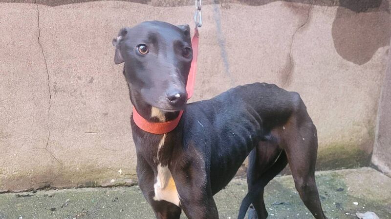 Dog stolen from animal shelter rescued by gardaí in Cork Dog stolen from animal shelter rescued by gardaí in Cork