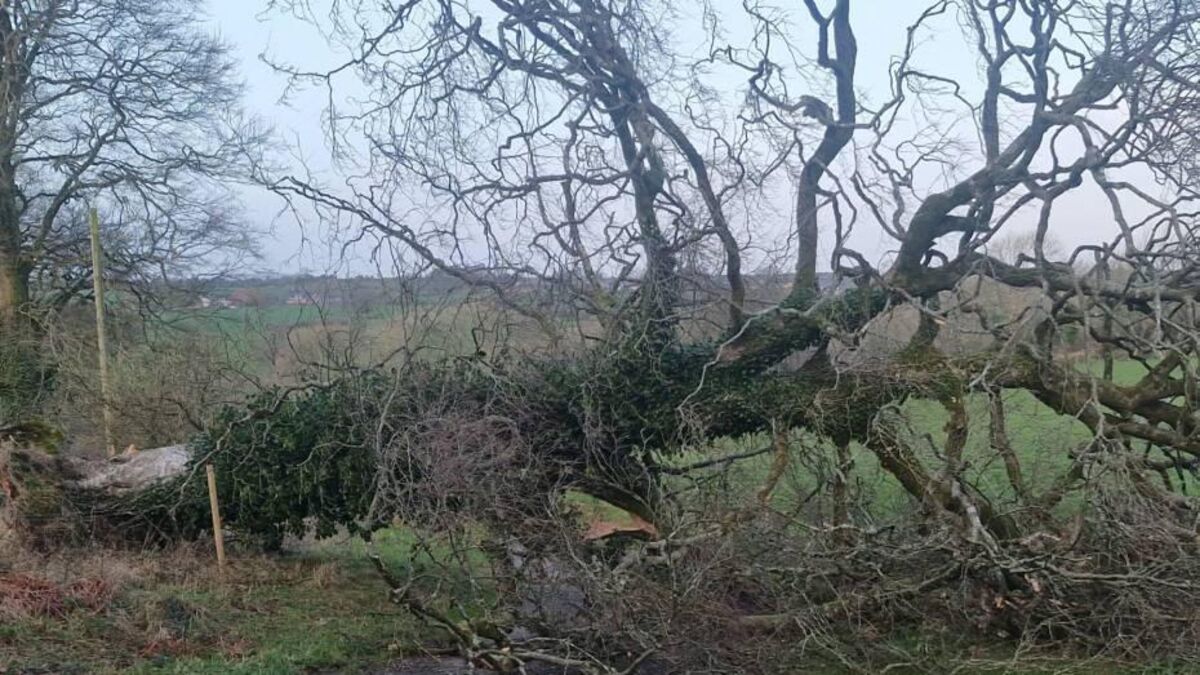 In the garden: Planting trees that are storm-proof 