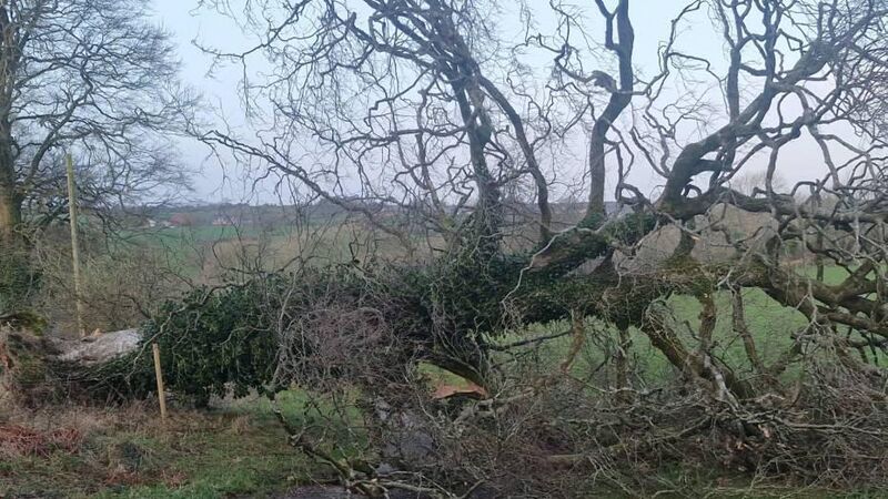 In the garden: Planting trees that are storm-proof In the garden: Planting trees that are storm-proof