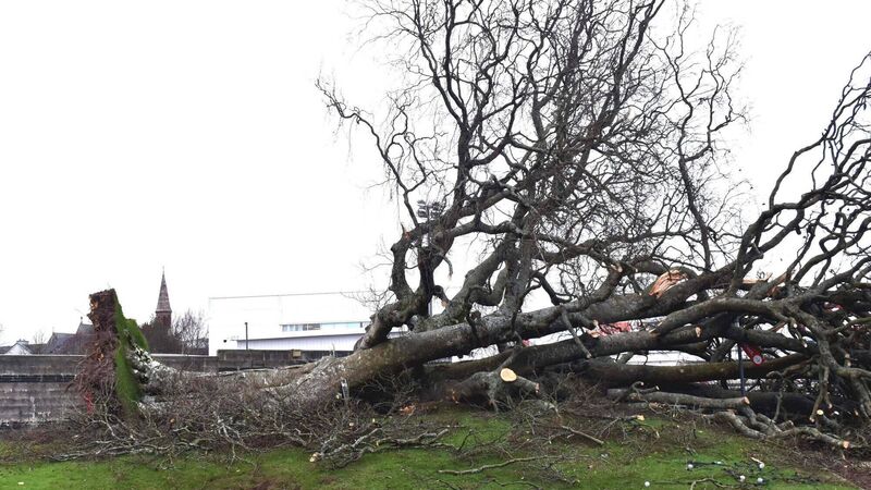 City councillor calls for tree maintenance grant for homeowners City councillor calls for tree maintenance grant for homeowners