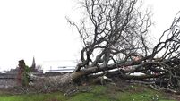 City councillor calls for tree maintenance grant for homeowners