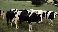 Rural support plan