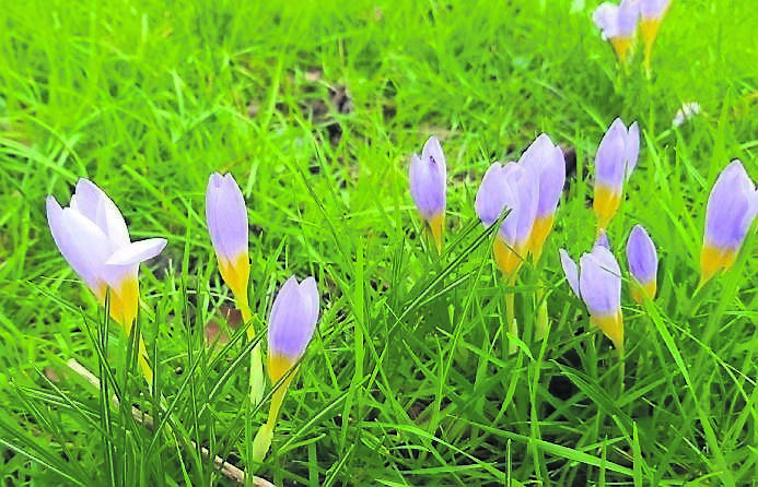 Crocus tommasinianus are starting to push through the soil now - see Plant of the Week Crocus tommasinianus are starting to push through the soil now - see Plant of the Week