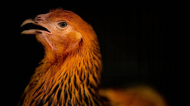 Restrictions to stop spread of avian flu introduced in Northern Ireland Restrictions to stop spread of avian flu introduced in Northern Ireland