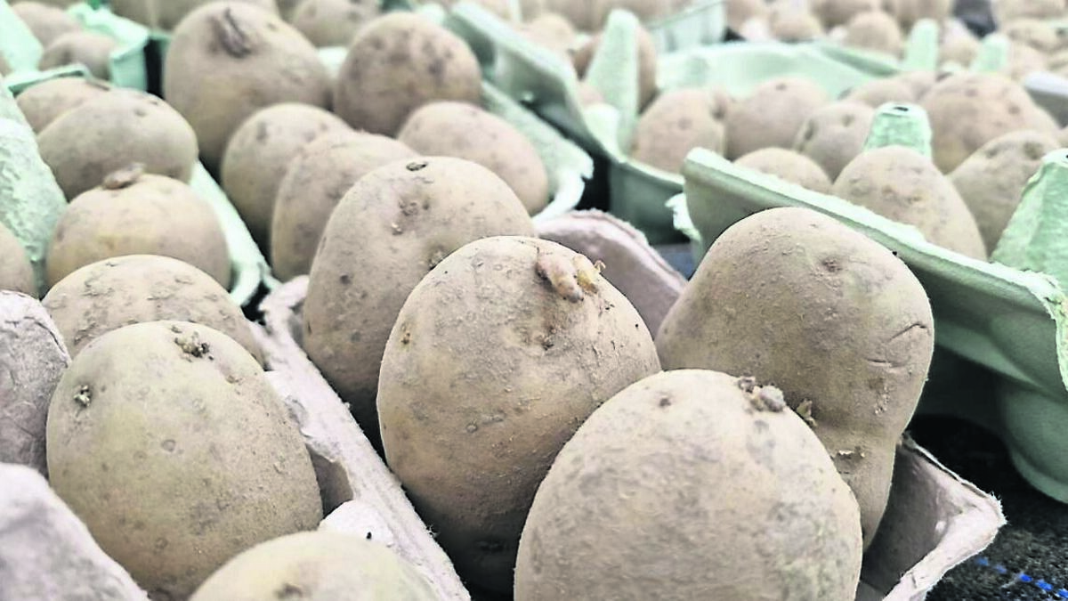 In the garden: Work on spuds and rhubarb in your veg patch