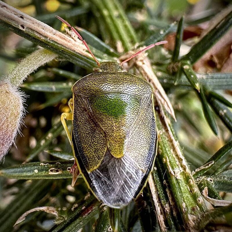 Gorse shieldbugs were out on one of the rare sunny day in February. Picture: Ann Haigh Gorse shieldbugs were out on one of the rare sunny day in February. Picture: Ann Haigh