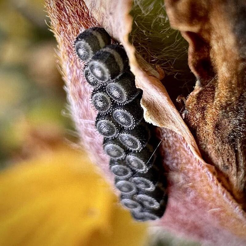 Gorse shieldbug eggs spotted by Ann last April: Picture: Ann Haigh Gorse shieldbug eggs spotted by Ann last April: Picture: Ann Haigh