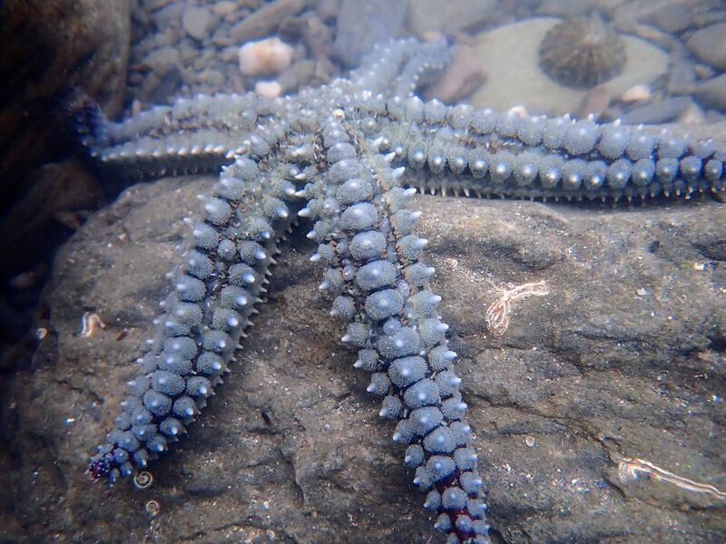 Underwater shot of a spiny starfish (Marthasterias glacialis. Picture: Ann Haigh Underwater shot of a spiny starfish (Marthasterias glacialis. Picture: Ann Haigh