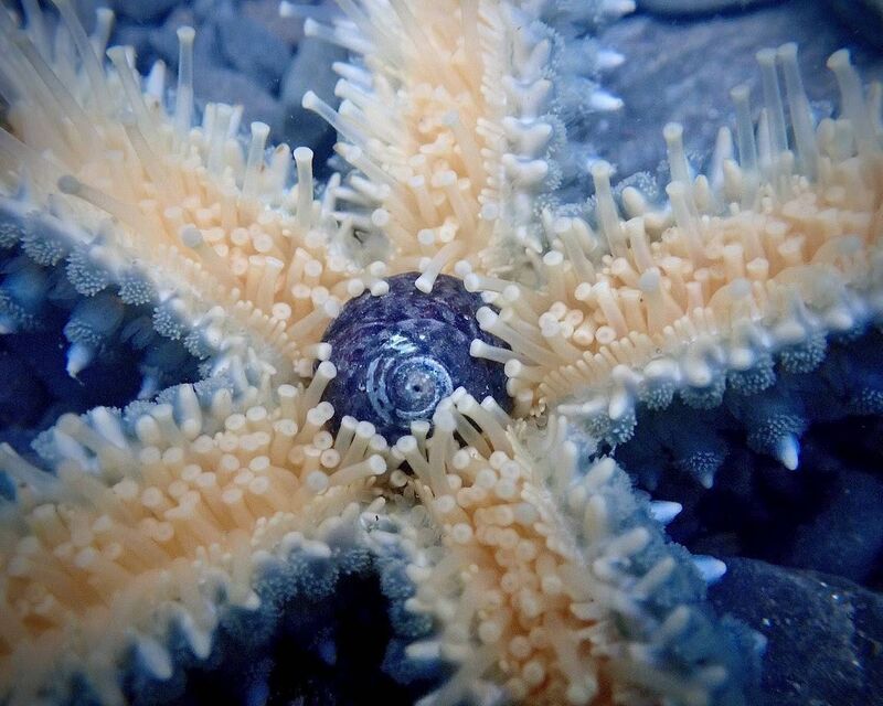 An underwater shot of the underneath of a spiny starfish showing them feeding on a topshell. Picture: Ann Haigh An underwater shot of the underneath of a spiny starfish showing them feeding on a topshell. Picture: Ann Haigh