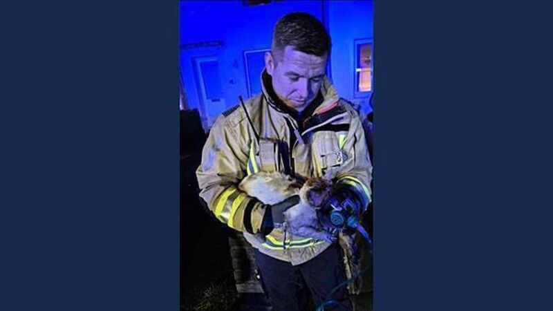 Dublin firefighters receive award from PETA for rescuing cat from burning house Dublin firefighters receive award from PETA for rescuing cat from burning house