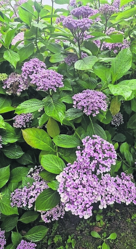 It’s time to consider pruning hydrangeas now before growth begins