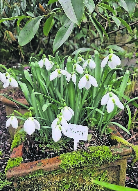 Galanthus elwesii ‘Grumpy’ at DJ Murphy’s garden in Ovens, which was open for snowdrop viewings last week