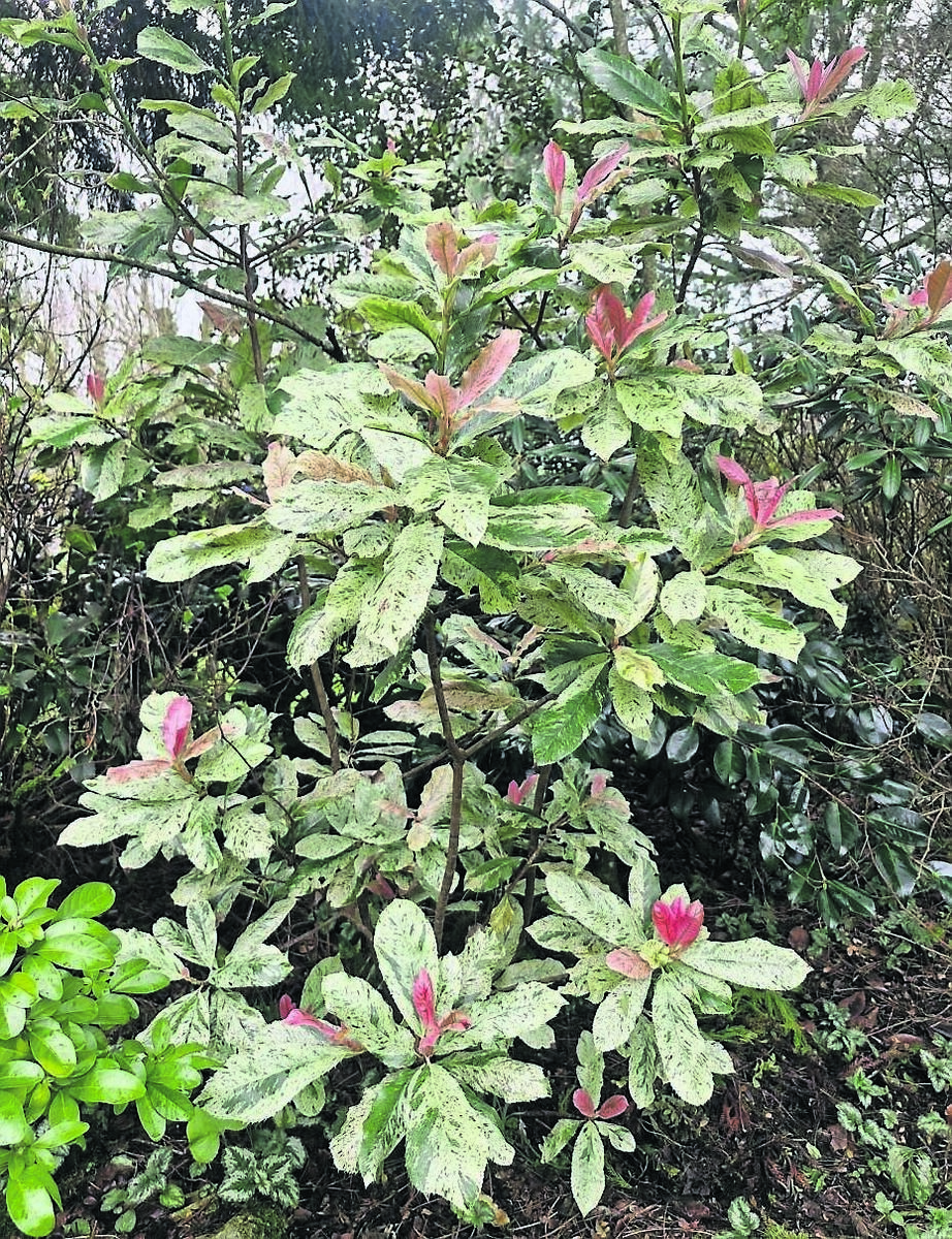 Plant of the week this week- the Pink Crispy Plant of the week this week- the Pink Crispy