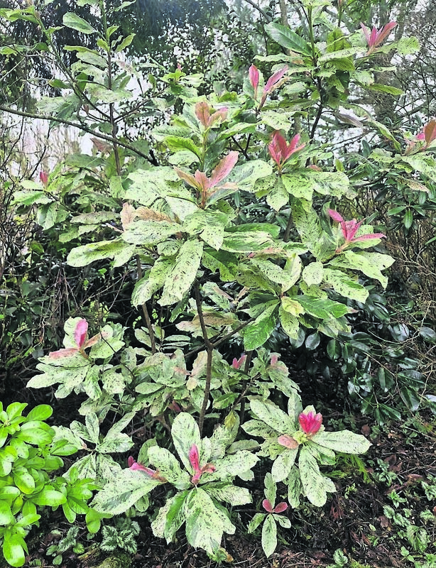 Plant of the week this week- the Pink Crispy