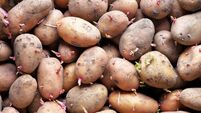 Sprouting seed potatoes ready for planting background.