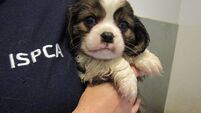 Cork ISPCA inspector calls on people to think twice before getting a dog