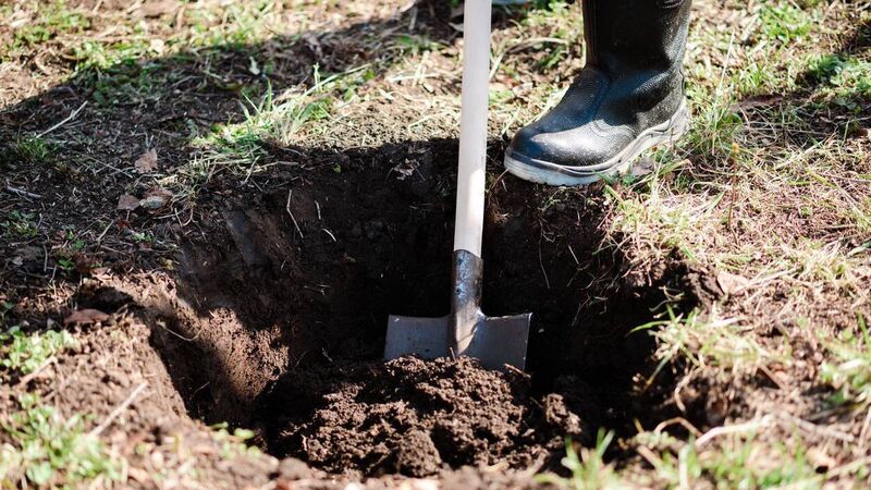 In the garden: It’s Tree Week - so time to get planting In the garden: It’s Tree Week - so time to get planting
