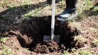 A man is planting a young tree. The farmer is digging the ground with a shovel for a small seedling. The concept of protection o