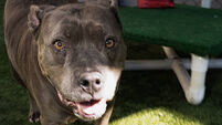 Dog Day of Service with Rachel Bilson and Nutrish