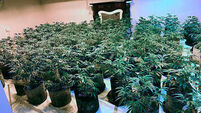 Co Down cannabis factory raided