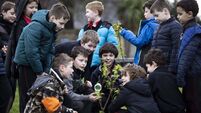 Cork City Council announces launch of second annual tree giveaway
